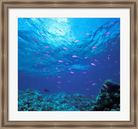 Framed Australia, Great Barrier Reef Purple Anthias fish Print