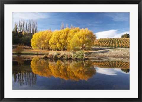 Framed Autumn Vineyard, Bannockburn Inlet, Lake Dunstan, Central Otago, South Island, New Zealand Print