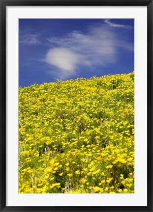 Framed Californian Poppies, Central Otago, South Island, New Zealand Print