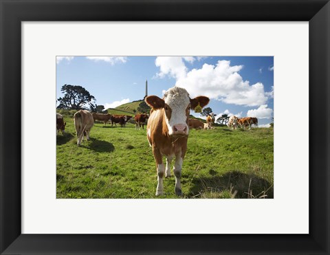 Framed Cows And Obelisk, One Tree Hill Domain, Auckland, North Island, New Zealand Print
