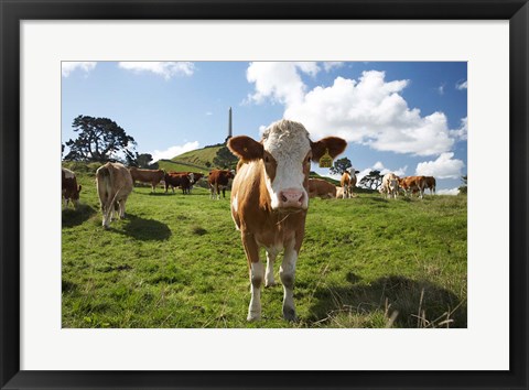 Framed Cows And Obelisk, One Tree Hill Domain, Auckland, North Island, New Zealand Print