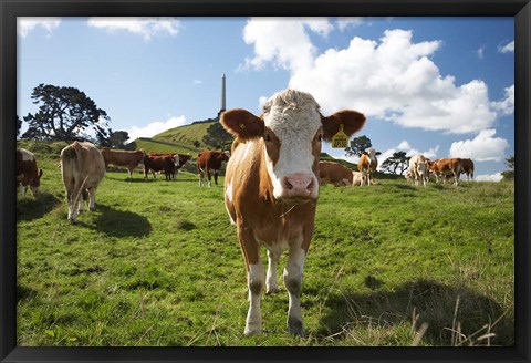 Framed Cows And Obelisk, One Tree Hill Domain, Auckland, North Island, New Zealand Print