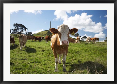 Framed Cows And Obelisk, One Tree Hill Domain, Auckland, North Island, New Zealand Print