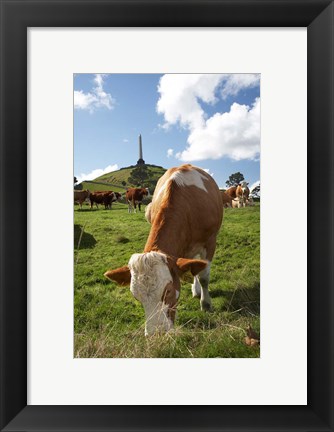 Framed Cows, Farm animal, Auckland, North Island, New Zealand Print