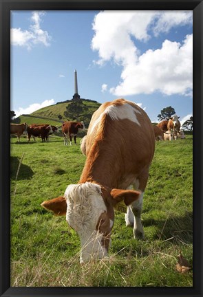 Framed Cows, Farm animal, Auckland, North Island, New Zealand Print