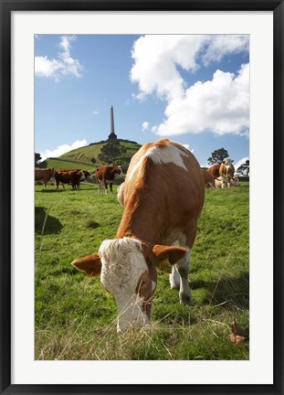 Framed Cows, Farm animal, Auckland, North Island, New Zealand Print