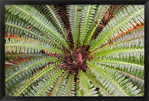 Framed Crown Fern, Puipui, West Coast, South Island, New Zealand Print