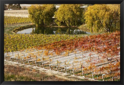 Framed Domain Road Vineyard, Bannockburn, Central Otago, South Island, New Zealand Print