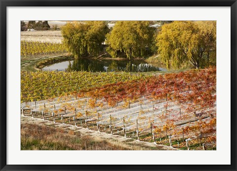 Framed Domain Road Vineyard, Bannockburn, Central Otago, South Island, New Zealand Print