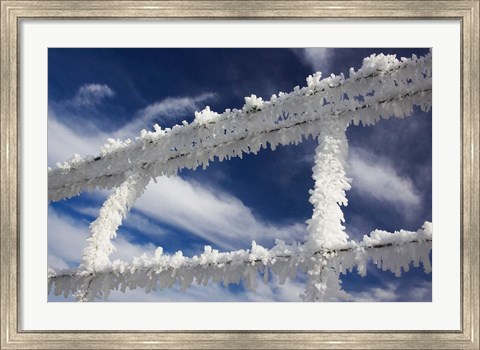 Framed Frosty Wire Fence, Otago, South Island, New Zealand Print