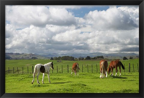 Framed Horses, Farmland, Te Kauwhata, North Island, New Zealand Print