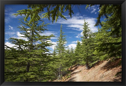 Framed Larch Forest by Lake Benmore, Waitaki Valley, North Otago, South Island, New Zealand Print