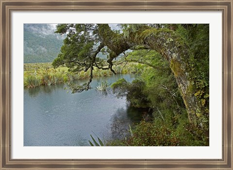 Framed Mirror Lakes, Milford Road, Fiordland, South Island, New Zealand Print