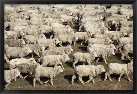 Framed Mustering Sheep, Farm Animals, South Island, New Zealand Print