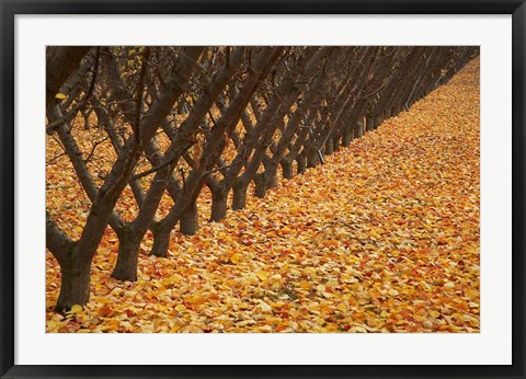 Framed Orchard, Cromwell, Central Otago, South Island, New Zealand Print