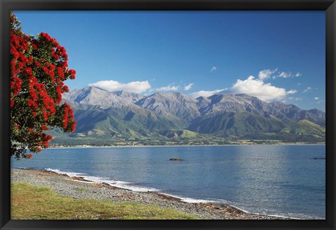 Framed Pohutukawa Tree, Marlborough, South Island, New Zealand Print