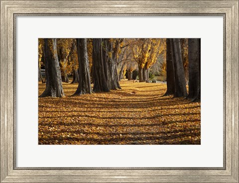 Framed Poplar Trees in Autumn, Lake Wanaka, Otago, South Island, New Zealand Print