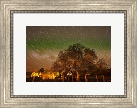 Framed Star Trails Over Walnut Tree, Domain Road Vineyard, Central Otago, South Island, New Zealand Print