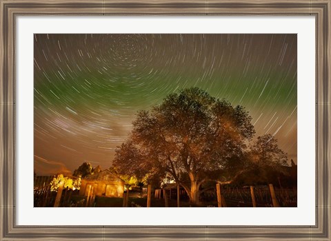 Framed Star Trails Over Walnut Tree, Domain Road Vineyard, Central Otago, South Island, New Zealand Print