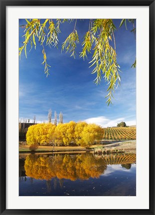 Framed Vineyard, Bannockburn Inlet, South Island, New Zealand Print