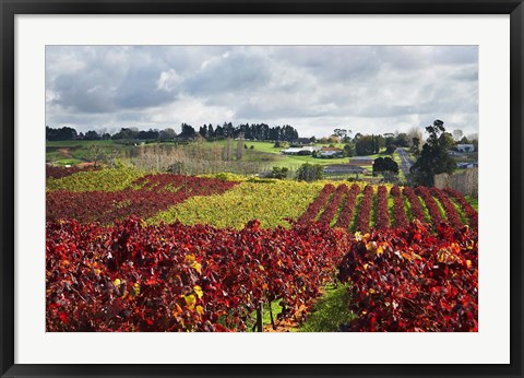 Framed Vineyard, Te Kauwhata, Waikato, North Island, New Zealand Print