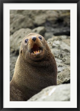 Framed Fur Seal, Kaikoura Coast, South Island, New Zealand Print