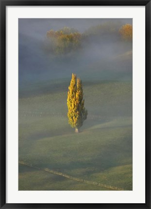 Framed Poplar Tree, Countryside, North Island New Zealand Print