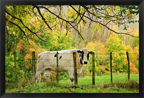 Framed Cow and Farmland, Taoroa Junction, Rangitikei, North Island, New Zealand Print