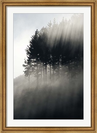 Framed Early Morning Mist and Trees, State Highway 4 near Wanganui, North Island, New Zealand Print