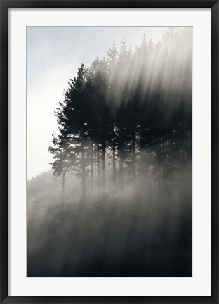 Framed Early Morning Mist and Trees, State Highway 4 near Wanganui, North Island, New Zealand Print