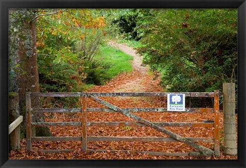 Framed Gate and Oak Leaves, Te Wera Arboretum, Forgotten World Highway, Taranaki, North Island, New Zealand Print