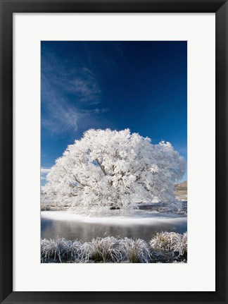 Framed Hoar Frost on Willow Tree, near Omakau, Central Otago, South Island, New Zealand Print