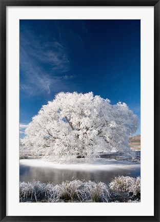 Framed Hoar Frost on Willow Tree, near Omakau, Central Otago, South Island, New Zealand Print