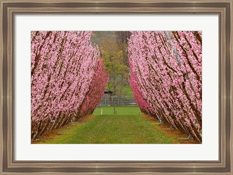 Framed Orchard in Spring, Cromwell, Central Otago, South Island, New Zealand Print