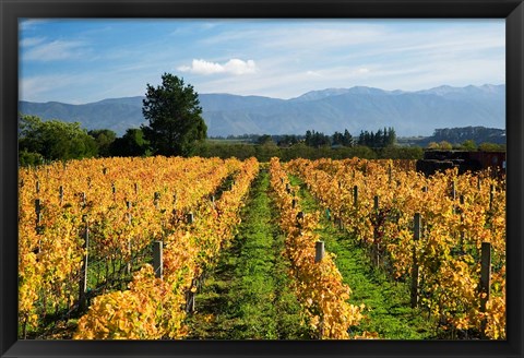 Framed Schubert Vineyard, Martinborough, Wairarapa, North Island, New Zealand Print