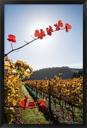 Framed Te Kairanga Vineyard, Martinborough, Wairarapa, North Island, New Zealand Print