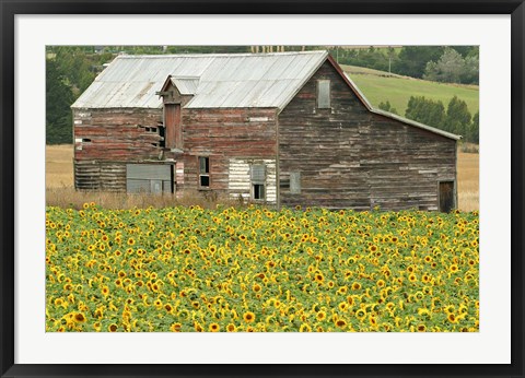 Framed Sunflowers and Old Barn, near Oamaru, North Otago, South Island, New Zealand Print