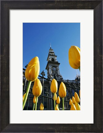 Framed Tulips and Municipal Chambers Clocktower, Octagon, Dunedin, New Zealand Print