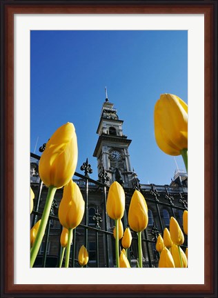 Framed Tulips and Municipal Chambers Clocktower, Octagon, Dunedin, New Zealand Print