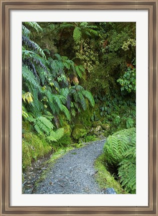 Framed Ferns and Path, Lake Matheson, South Island, New Zealand Print