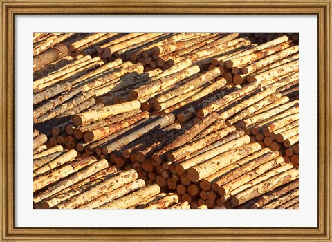 Framed Log Stacks, Marlborough Sounds, South Island, New Zealand Print