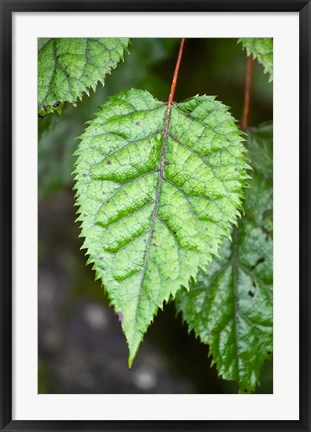 Framed Wineberry, West Coast, South Island, New Zealand Print