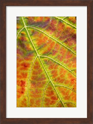 Framed Autumn, Domain Road Vineyard, South Island, New Zealand Print