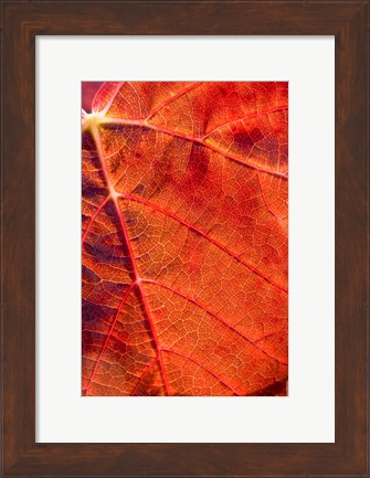 Framed Autumn leaf, Domain Road Vineyard, South Island, New Zealand Print