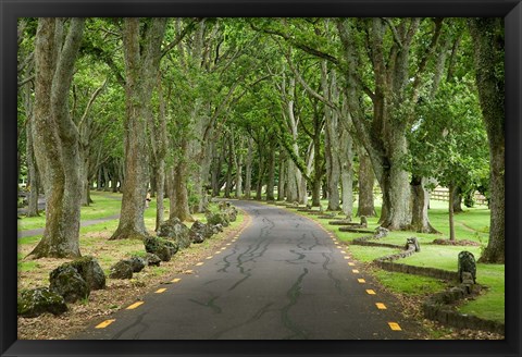 Framed Twin Oaks Drive, Paths, North Island, New Zealand Print