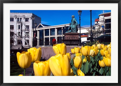 Framed Yellow tulips, Octagon, Dunedin, New Zealand Print