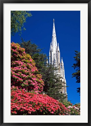 Framed Rhododendrons and First Church, Dunedin, New Zealand Print