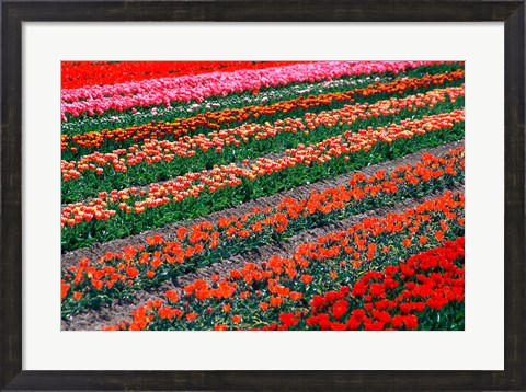 Framed Tulip Fields, Tapanui, Southland, New Zealand Print