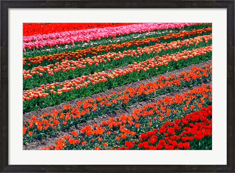 Framed Tulip Fields, Tapanui, Southland, New Zealand Print