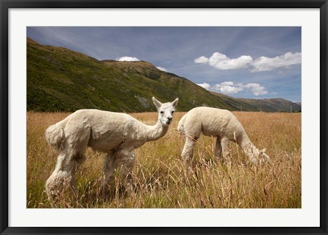 Framed Alpacas by Gibbston River Trail, Gibbston Valley, Southern Lakes District, South Island, New Zealand Print